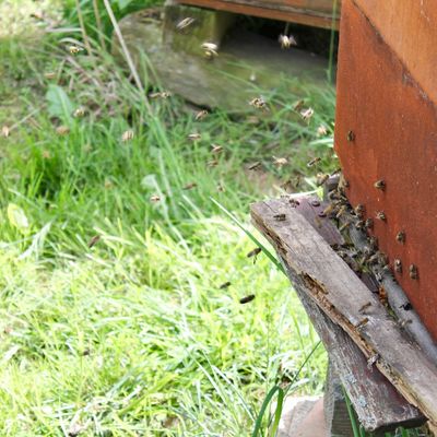Diese Gelegenheit hat man nicht oft: Bienen bei ihrer Arbeit einmal von ganz nah beobachten.
