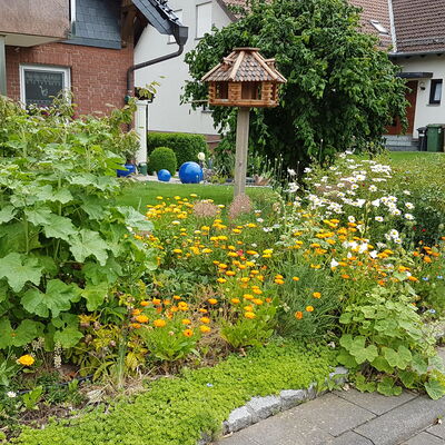 Bild vergrern: Die Vorteile von blhenden Vorgrten liegen auf der Hand: Wer seinen Vorgarten nicht versiegelt, schafft zum einen Lebensrume fr Insekten und leistet zum anderen auch einen Beitrag zum Klimaschutz.