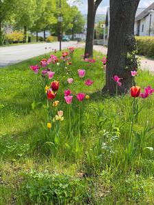 Bild vergrern: Die blhenden Tulpen an der Leipziger Strae wurden im vergangenen Jahr vom Rotary Club Kaufungen-Lossetal gepflanzt, um ein Zeichen gegen Kinderlhmung zu setzen.